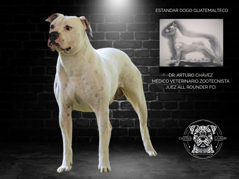 Imagen para Blog Dogo Guatemalteco (2)